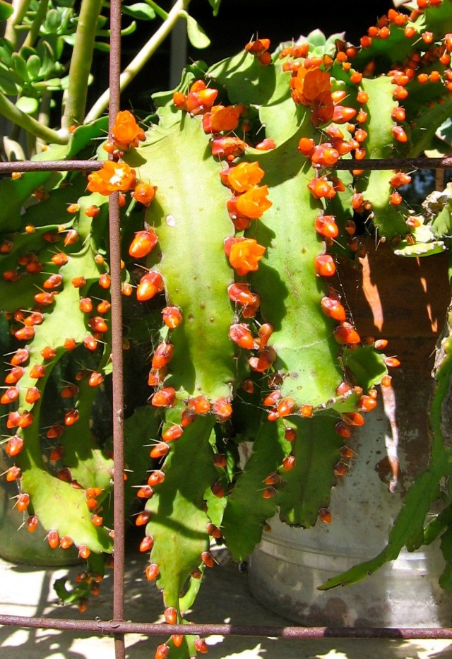 Аканторипсалис одноколючковый (Acanthorhipsalis monacantha) Аканторипсалис одноколючковый (Acanthorhipsalis monacantha)