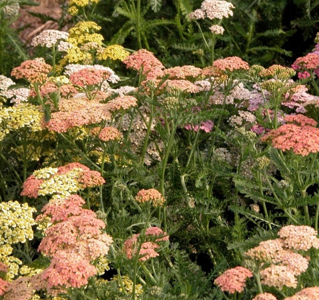 Тысячелистник обыкновенный (Achillea millefolium) Тысячелистник обыкновенный (Achillea millefolium)
