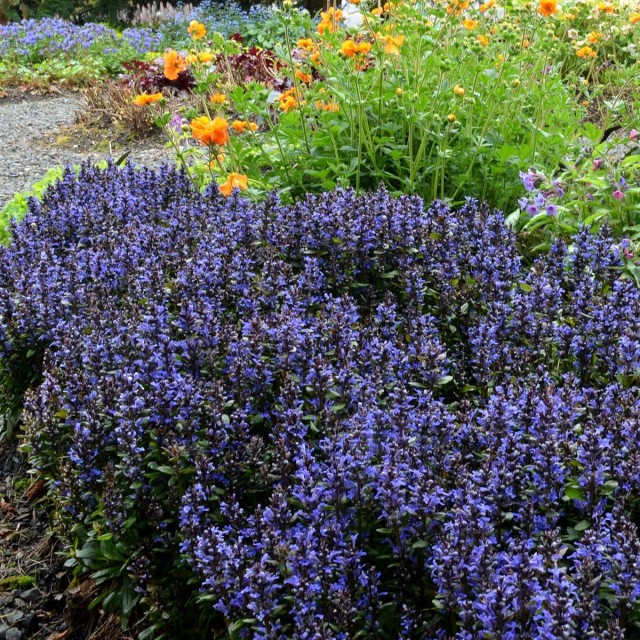 Живучка (Ajuga) Живучка (Ajuga)