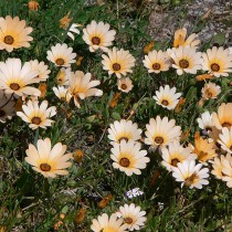 Арктотис (Arctotis) Арктотис (Arctotis)