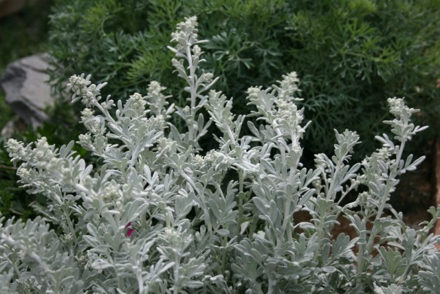 Полынь Стеллера (Artemisia stelleriana) Полынь Стеллера (Artemisia stelleriana)
