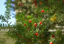 Головчатотисс Харрингтона (Cephalotaxus harringtonii)