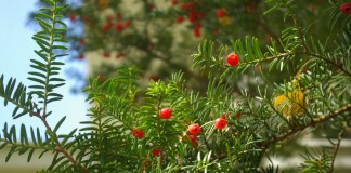 Головчатотисс Харрингтона (Cephalotaxus harringtonii)