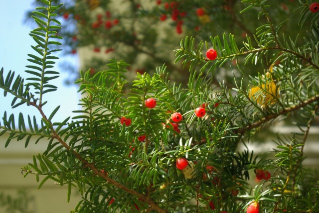 Головчатотисс Харрингтона (Cephalotaxus harringtonii) Головчатотисс Харрингтона (Cephalotaxus harringtonii)