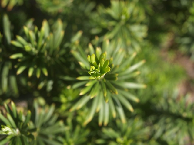 Головчатотисс Харрингтона (Cephalotaxus harringtonii) Головчатотисс Харрингтона (Cephalotaxus harringtonii)