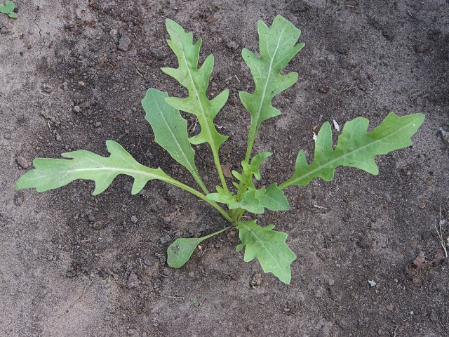 Руккола дикая, или Двурядка тонколистная (Diplotaxis tenuifolia) Руккола дикая, или Двурядка тонколистная (Diplotaxis tenuifolia)