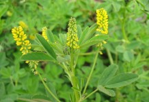 Донник лекарственный (Melilotus officinalis)