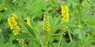 Донник лекарственный (Melilotus officinalis)