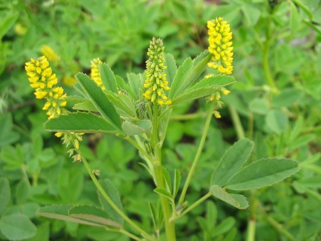 Донник лекарственный (Melilotus officinalis) Донник лекарственный (Melilotus officinalis)