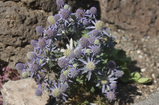 Синеголовник плосколистный (Eryngium planum) Синеголовник плосколистный (Eryngium planum)