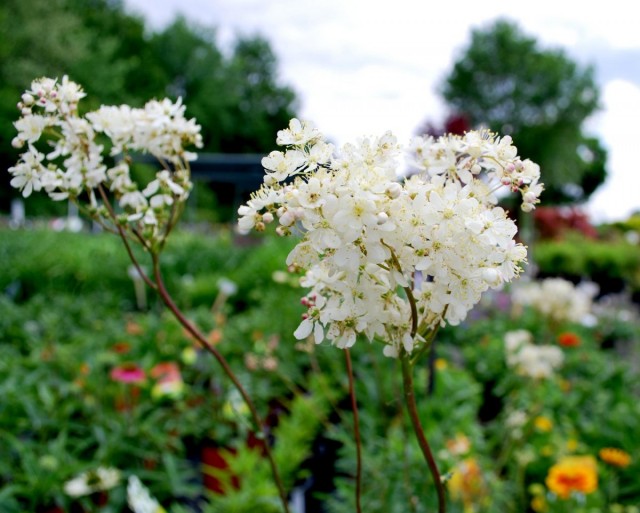 Лабазник обыкновенный (Filipendula vulgaris) Лабазник обыкновенный (Filipendula vulgaris)