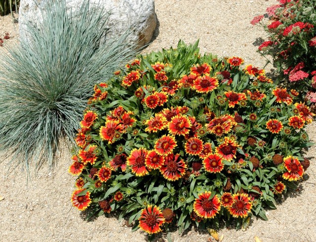 Гайллардия крупноцветковая (Gaillardia х grandiflora) Гайллардия крупноцветковая (Gaillardia х grandiflora)