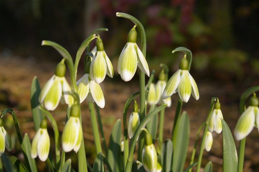 Galanthus-nivalis-Green-Tear-1