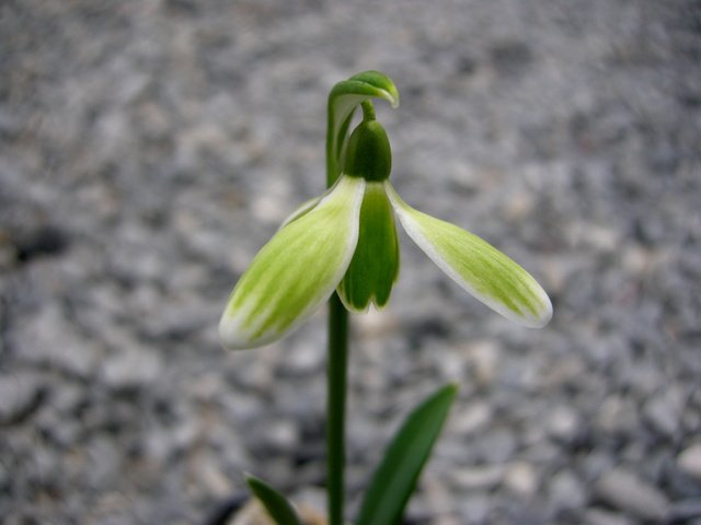 Galanthus-nivalis-Green-Tear-2