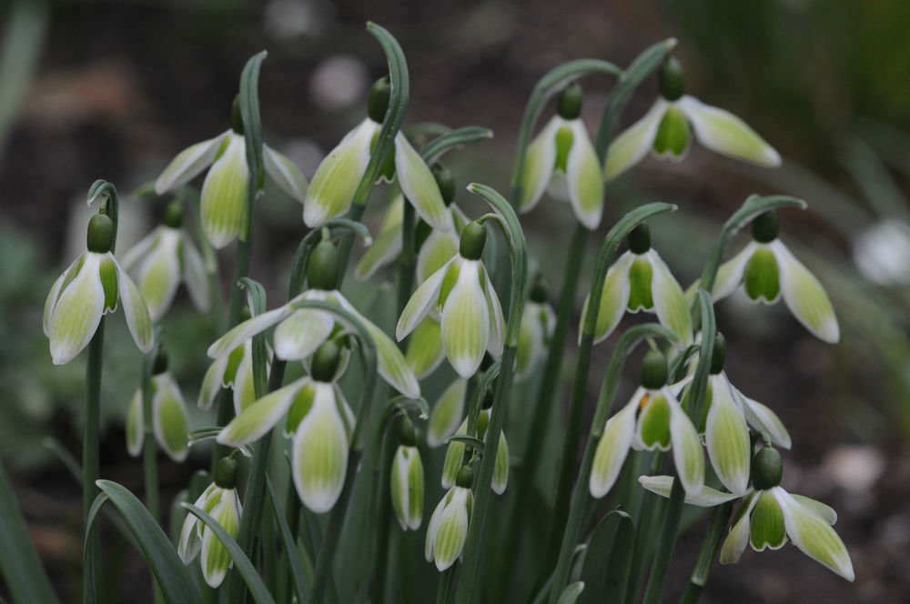 Galanthus-nivalis-Green-Tear-3