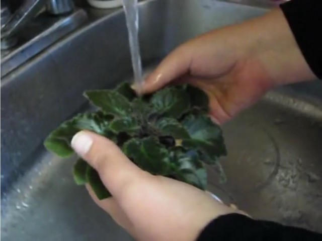 Как помыть листья сенполии (узамбарской фиалки)