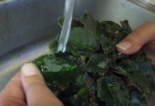 Как помыть сенполию (узамбарскую фиалку)