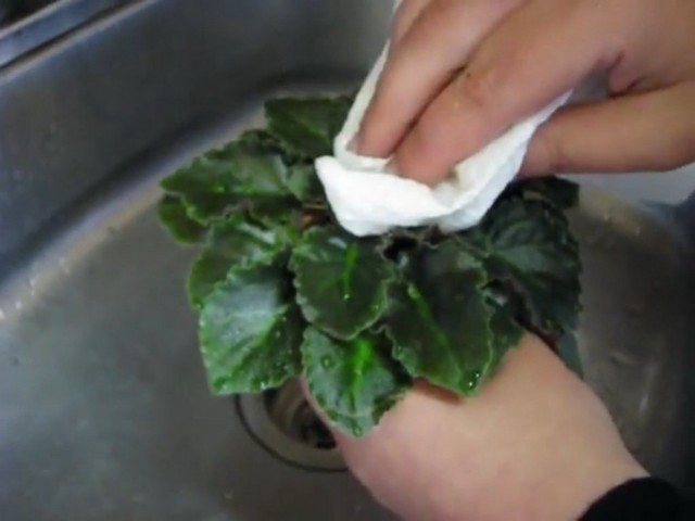 Обсушивание узамбарской фиалки (сенполии) после мытья листьев