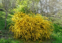 Керрия японская (Kerria japonica)