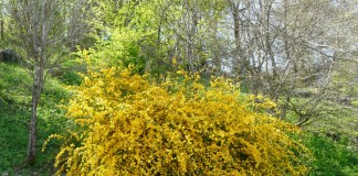 Керрия японская (Kerria japonica)