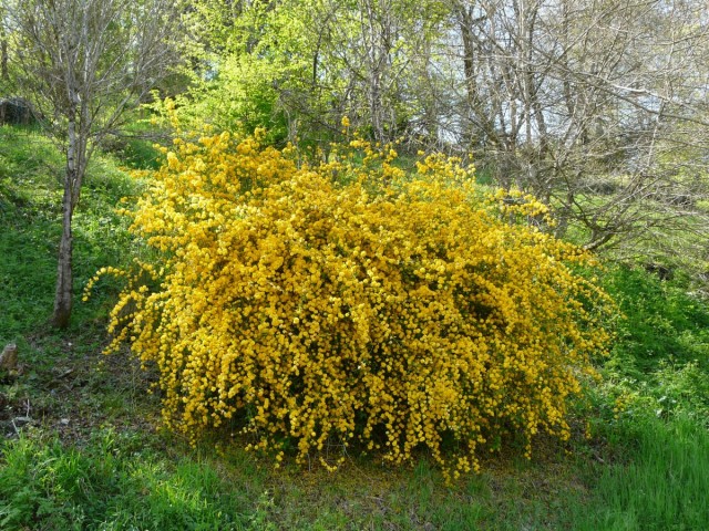 Керрия японская (Kerria japonica) Керрия японская (Kerria japonica)