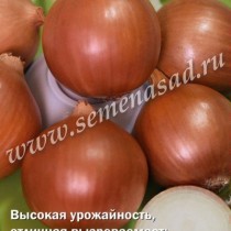 Лук репчатый Классика Лук репчатый Классика