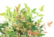 Нандина домашняя (Nandina domestica)