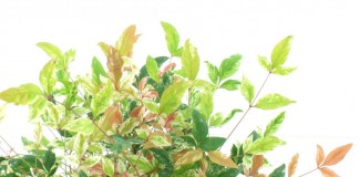 Нандина домашняя (Nandina domestica)