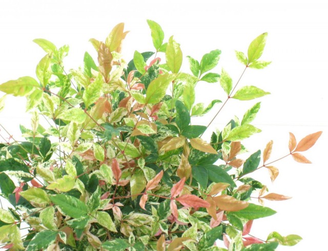 Нандина домашняя (Nandina domestica) Нандина домашняя (Nandina domestica)