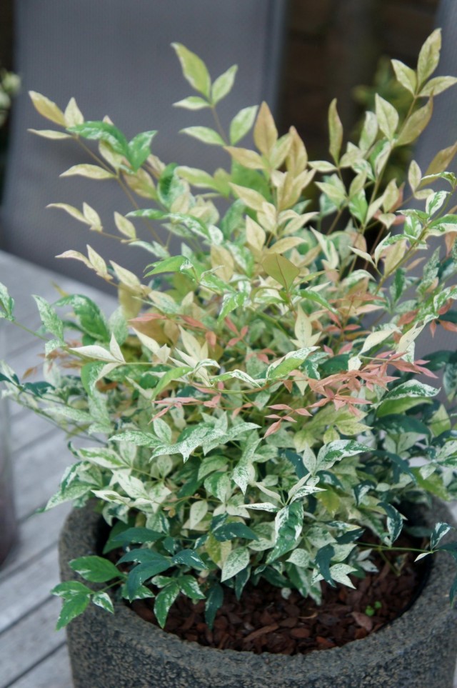 Нандина домашняя «Твайлайт» (Nandina domestica 'Twilight') Нандина домашняя «Твайлайт» (Nandina domestica 'Twilight')