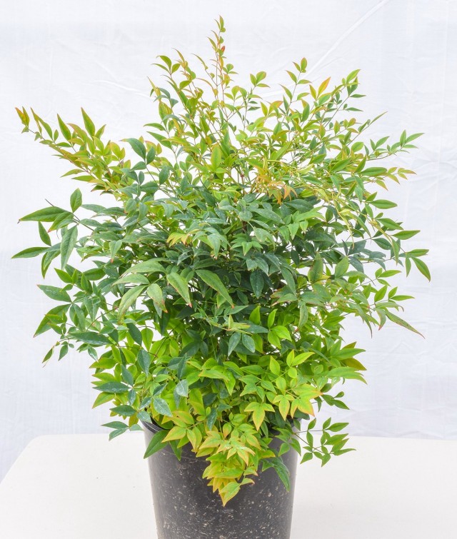 Нандина домашняя «Гольфстрим» (Nandina domestica 'Gulf Stream') Нандина домашняя «Гольфстрим» (Nandina domestica 'Gulf Stream')