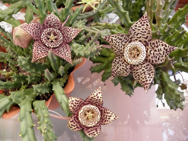 Орбея пёстрая (Orbea variegata), или Стапелия пёстрая (Stapelia variegata) Орбея пёстрая (Orbea variegata), или Стапелия пёстрая (Stapelia variegata)