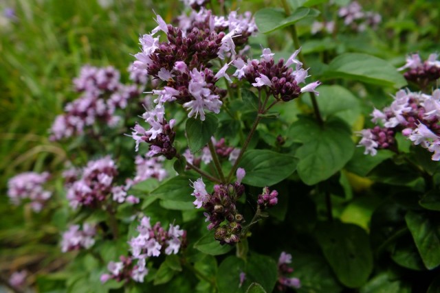 Душица обыкновенная (Origanum vulgare) Душица обыкновенная (Origanum vulgare)