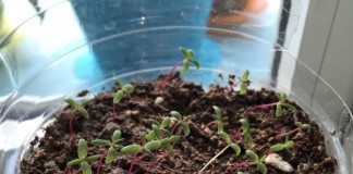Выращивание портулака крупноцветкового из семян