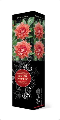 Роза «Кэнди Раффлс» (Rosa 'Candy Ruffles') Роза «Кэнди Раффлс» (Rosa 'Candy Ruffles')