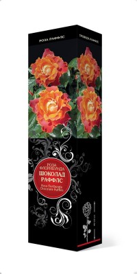 Роза «Шоколад Раффлс» (Rosa 'Chocolate Ruffles') Роза «Шоколад Раффлс» (Rosa 'Chocolate Ruffles')