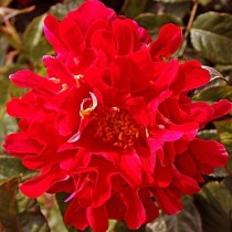 Роза «Индиан Раффлc» (Rosa 'Indian Ruffles') Роза «Индиан Раффлc» (Rosa 'Indian Ruffles')