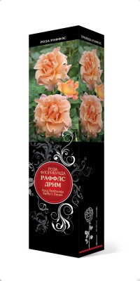 Роза «Раффлс Дрим» (Rosa 'Ruffles Dream') Роза «Раффлс Дрим» (Rosa 'Ruffles Dream')