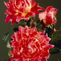 Роза «Спаклин Раффлс» (Rosa 'Sparkling Ruffles') Роза «Спаклин Раффлс» (Rosa 'Sparkling Ruffles')