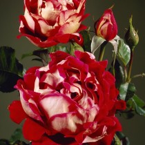 Роза «Мистик Раффлс» (Rosa 'Mystique Ruffles') Роза «Мистик Раффлс» (Rosa 'Mystique Ruffles')