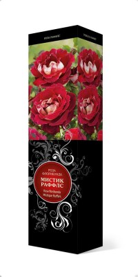 Роза «Мистик Раффлс» (Rosa 'Mystique Ruffles') Роза «Мистик Раффлс» (Rosa 'Mystique Ruffles')