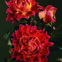 Роза «Романтик Раффлс» (Rosa 'Romantic Ruffles') Роза «Романтик Раффлс» (Rosa 'Romantic Ruffles')