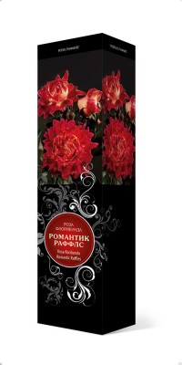 Роза «Романтик Раффлс» (Rosa 'Romantic Ruffles') Роза «Романтик Раффлс» (Rosa 'Romantic Ruffles')