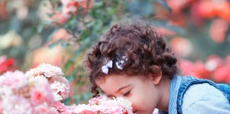 Розы «Раффлс». Правила ухода и выбора сорта - Агрофирма «Поиск» Розы «Раффлс»