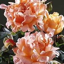 Роза «Раффлс Дрим» (Rosa 'Ruffles Dream') Роза «Раффлс Дрим» (Rosa 'Ruffles Dream')