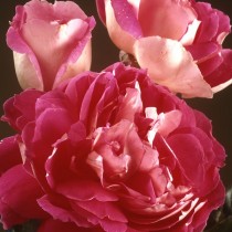Роза «Раффлс Пассион» (Rosa 'Ruffles Passion') Роза «Раффлс Пассион» (Rosa 'Ruffles Passion')
