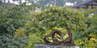 Бонсай сагереция чайная (Sageretia thea)