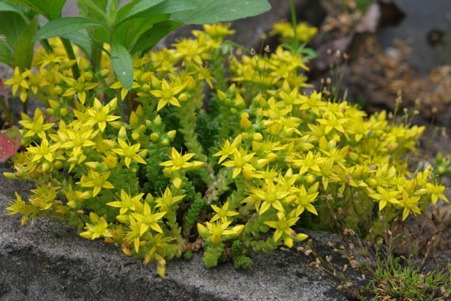 Очиток, или седум (Sedum) Очиток, или седум (Sedum)