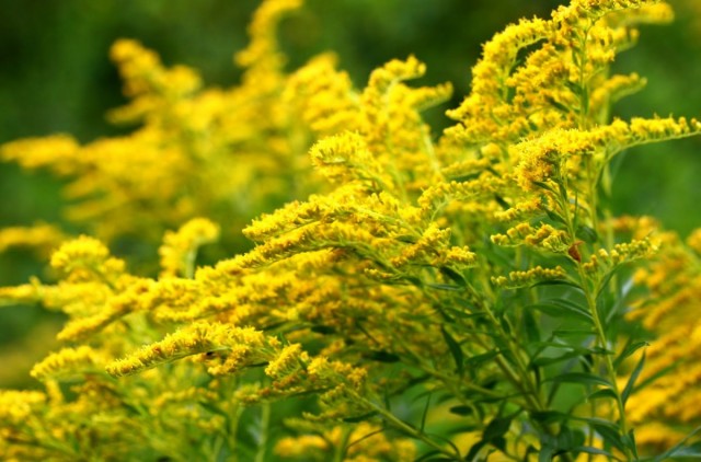 Золотарник обыкновенный (Solidago virgaurea) Золотарник обыкновенный (Solidago virgaurea)