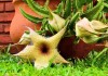 Стапелия (Stapelia)